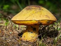 Ein fetter Netzstieliger Hexen-Röhrling